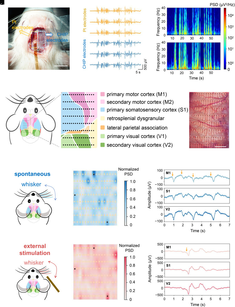 Complete source figure: photograph of a CHIP-based ECoG array and a commercial platinum electrode array on the exposed rat cortex with a scale bar, paired recording traces and spectrograms from both arrays, a cortical-area map with a photograph of the array over the cortex, and spontaneous and whisker-stimulated activity maps with traces from M1, S1 and V2.