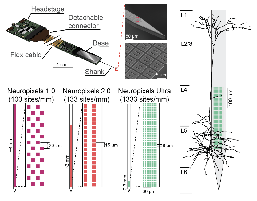 Neuropixels family architecture overview showing a headstage, detachable connector, flex cable and silicon shank, two electron micrographs, recording-site layouts for Neuropixels 1.0, 2.0 and Ultra, and a cortical neuron for scale.