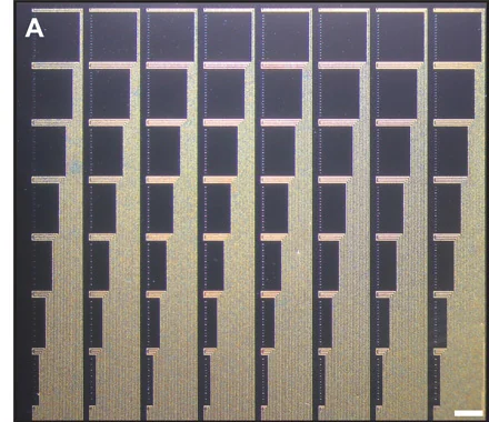 Optical micrograph of the 240-channel NeuroGrid with long fine traces joining repeated tetrode groups.