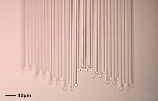 Parallel fine NeuroRoots electrode tendrils ending in small round contacts, viewed through a microscope.