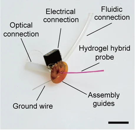 An annotated photograph of the hydrogel-hybrid probe, connecting a thin pink fiber to optical, electrical and fluidic connectors.