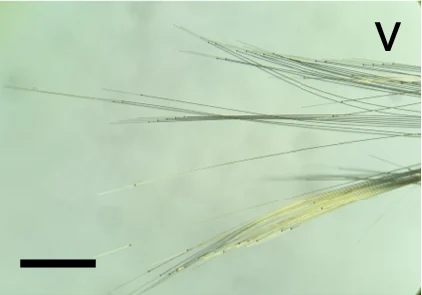 Thin transparent UFTE electrode fibers floating apart in water, their gold conductors faintly visible.