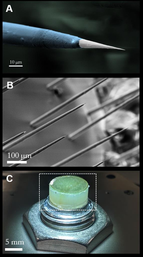 Complete three-panel Argo source figure showing an exposed microwire tip, the array of microwire tips under electron microscopy, and the assembled electrode bundle above a nut.