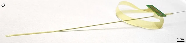 A long gold-colored flexible µSEEG lead looping gently around a partly withdrawn steel insertion stylet, with a 1 cm scale bar.