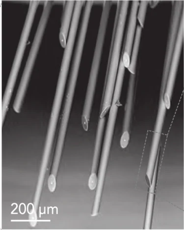 Electron micrograph of a bundle of slim glass-insulated microwires terminating in angled sharp tips.