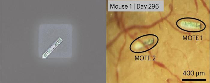 Two-panel microscopy photograph showing a tiny MOTE implant on a salt crystal on the left and two implanted MOTEs in mouse cortex on day 296 on the right.