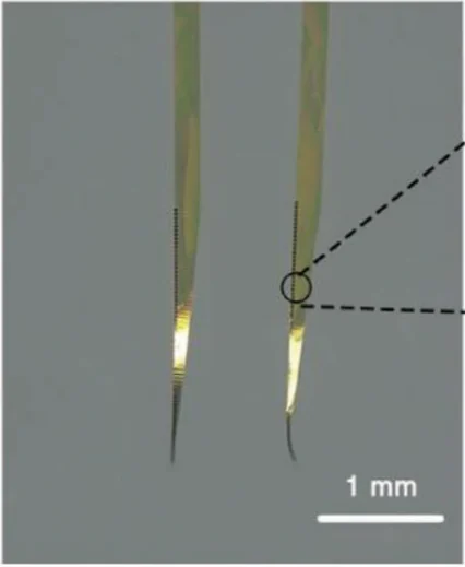 Optical micrograph of two ultraflexible MERF electrode shanks tapering to fine tips, with the original 1 millimeter scale.