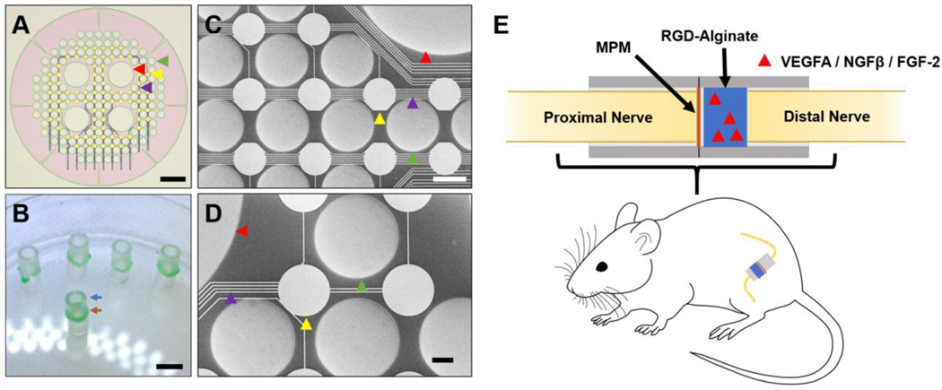 Complete Figure 3 showing the redesigned mixed-porosity sieve, conduit assembly, electrode and interconnect micrographs, and a nerve-gap implantation schematic.